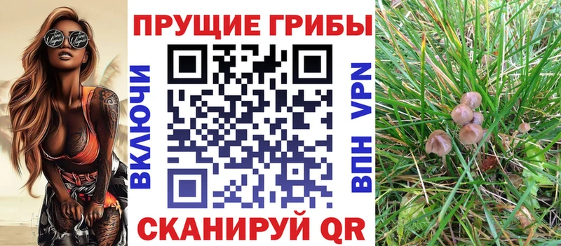 Псилоцибиновые грибы прущие грибы  кракен ссылки  Мглин 